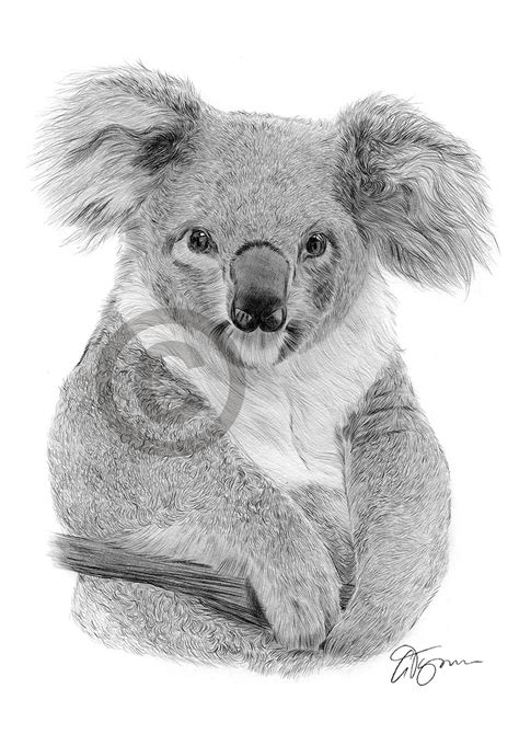 koala bear pencil drawing art print aa sizes signed  uk artist