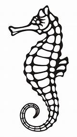 Seahorse Outline Clip Drawing Cliparts Clipart sketch template