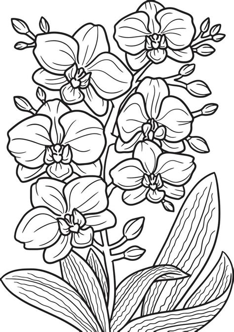 orchid flower coloring page  adults  vector art  vecteezy