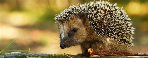 food  hedgehogs    pet