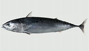 Afbeeldingsresultaten voor "auxis Rochei". Grootte: 182 x 106. Bron: fishesofaustralia.net.au