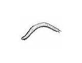 Coloring Millipede Pages Animal Cool sketch template