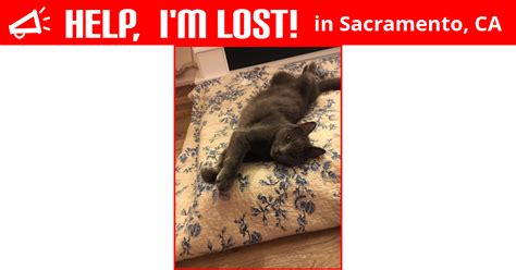 Lost Cat Sacramento California Kitten