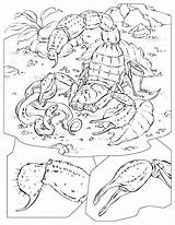 Scorpion Animais Geographic Enseignement Didattica Geografia Escorpião és Té Menja Ossos Potes sketch template