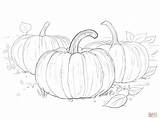 Coloring Pumpkins Pages Three Skip Main Drawing Printable sketch template