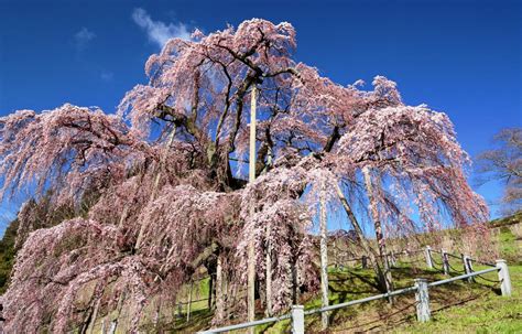 great cherry trees  japan   japan