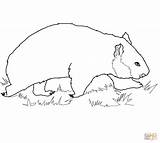 Wombat Coloring Walking Pages Drawing Printable Designlooter Drawings Supercoloring Color Getdrawings 1080px 21kb 1200 Categories sketch template