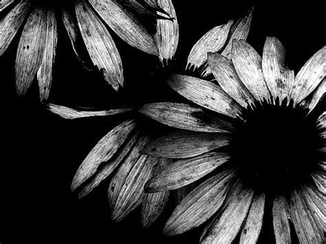 Black And White Art Photography 17 Widescreen Wallpaper