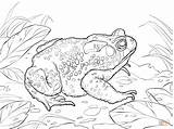 Toad Coloring American Cane Pages Drawing Printable Designlooter sketch template