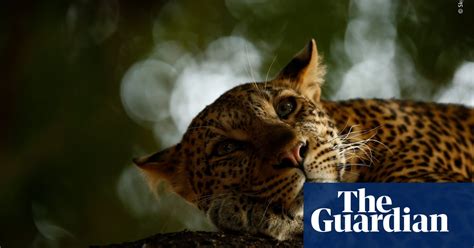Wildlife Photographer Of The Year 2018 The Winners Environment