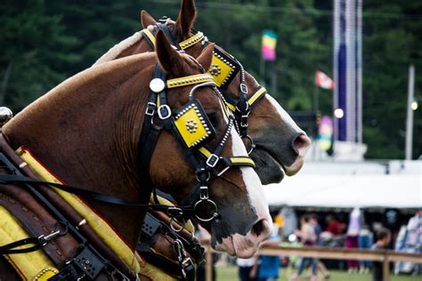 horse shows schedule kinmount fair