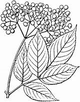 Elderberry Elderflower sketch template