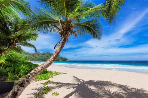 palm trees  paradise island  beach palm  tropical