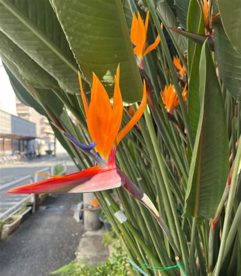 極楽鳥花がみごと 秋麗 あきうらら