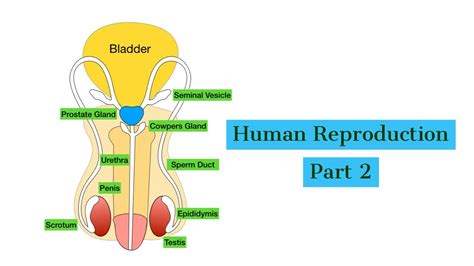 Human Reproduction Part 2 The Male Reproductive System Leaving Cert