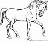 Coloring Pages Printable Horse Horses Kids Print Color sketch template