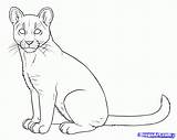 Lion Coloring Mountain Puma Cougar Pages Draw Drawing Cougars Drawings Color Cub Only Step Popular Coloringhome Dragoart sketch template