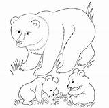 Cubs Animal Ours Cuccioli Mamma Orso Bruns Stampare Tierbabys Creatures Supercoloring Grizzly Designlooter Malvorlagen sketch template