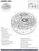 Answers Homeschooling Membrane Organelles Bubakids Plasma Insertion sketch template