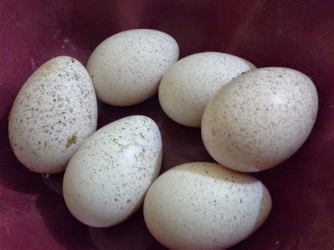 Gambar Telur Ayam Kalkun – Analisis