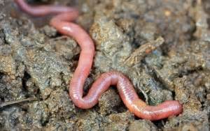 cut  earthworm     multiply