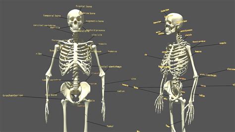 human skeleton  pose cgtrader