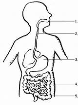 Digestive Coloringhome sketch template