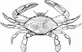 Crab Blue Clipart Clip Coloring Drawing Pages Crabs Outline Color Dungeness Etc Maryland Cartoon Drawings Animals Line Large Clipartix Print sketch template