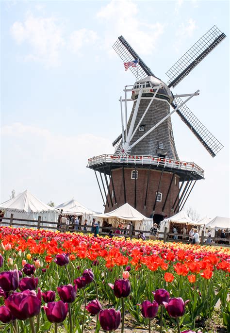 Tulip Time Windmills And Tulips In Holland Michigan