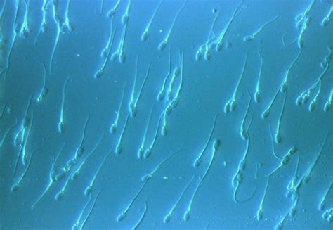 light micrograph of swimming human sperm photograph by science pictures