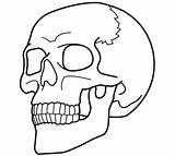 Skull Coloring Anatomy Pages Getcolorings sketch template