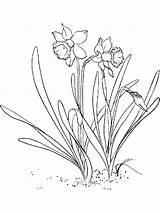 Coloring Pages Daffodil Narcissus Flower sketch template