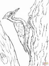 Woodpecker Coloring Pileated Sketch Woodpeckers sketch template