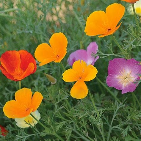 california poppy seeds planet natural
