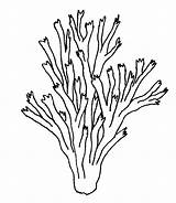 Seaweed Pages K5worksheets Coral Kelp sketch template