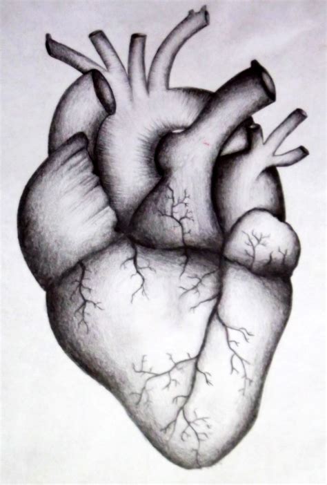 easy human heart drawing  paintingvalleycom explore collection