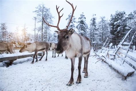 do female reindeer have antlers plus other identification methods