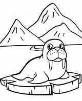 Walrus Mors Kolorowanka Kolorowanki Wydruku Topcoloringpages Animals Lew Morski Colouring Krze Antarktika Wydrukuj Kolorowankę sketch template