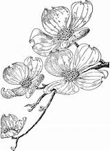 Dogwood Flower Drawing Tattoo Flowering Flowers Sketch Drawings Sketches Line Clipart Clip Coloring Botanical Etc Tattoos Floral Pages Trees Usf sketch template