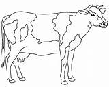 Vaca Manchas Colorir Imprimir Tudodesenhos sketch template