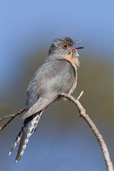 cuckoo bird vivian lawry