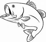 Fish Clipart Outline Vector Drawings Bass Template sketch template