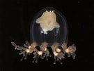Afbeeldingsresultaten voor "cladonema Radiatum". Grootte: 135 x 101. Bron: www.aphotomarine.com