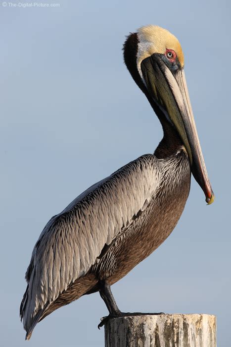 florida brown pelican   pier