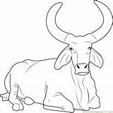 Bulls Getdrawings Ferdinand Brahman Coloringpages101 Zebu Bucking sketch template