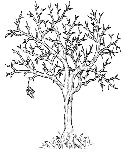 tree   leaves coloring page coloring home