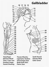 Gallbladder Gb Point Meridian Holistic Acupressure Tom Living Showing Graphic sketch template