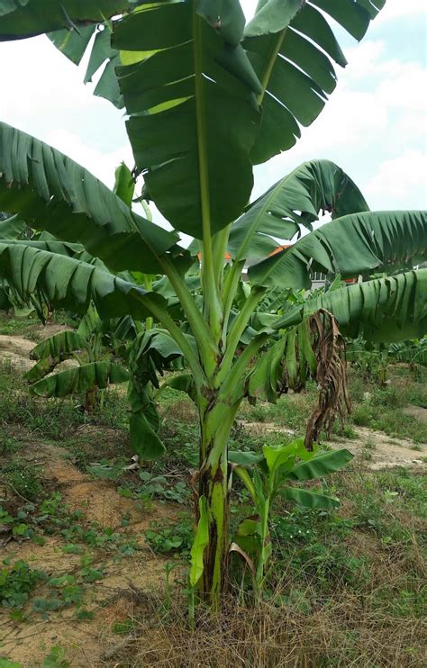 ejercicio de tumbuhan pokok pisang  pokok kelapa sawit imagesee