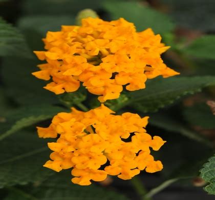 lucky pure gold lantana natorps  plant store