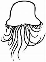 Jellyfish Clipart Jelly Fish Outline Clip Baby Wikiclipart Template Coloring Wecoloringpage Cliparting Clipartmag Pages Clipground Cliparts Related 1993 sketch template